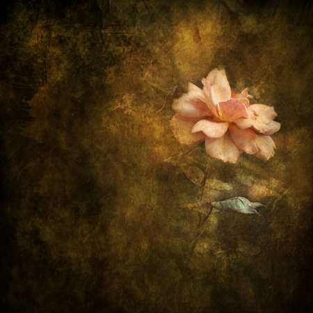 Peach colored rose against painterly background の写真素材