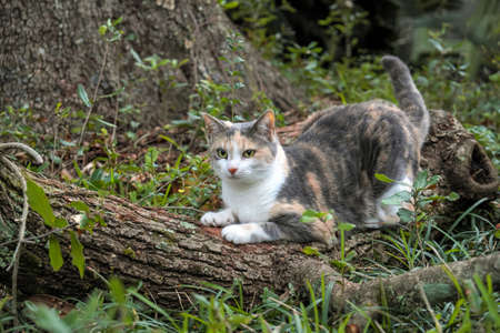 Calico Cat Scratches and sharpens her claws on treeの写真素材