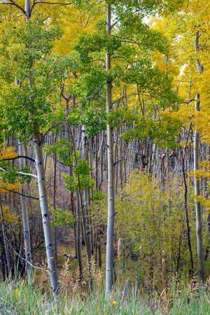 Pristine Aspen Grove with silvery luminescent bark and trunks and leaves turning gold in autumn in Santa Fe National Forest, New Mexico.の写真素材