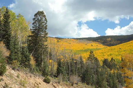 Landscape of golden aspens turning in the autumn in Santa Fe National Forest in the Sangre de Cristo Mountain range.の写真素材