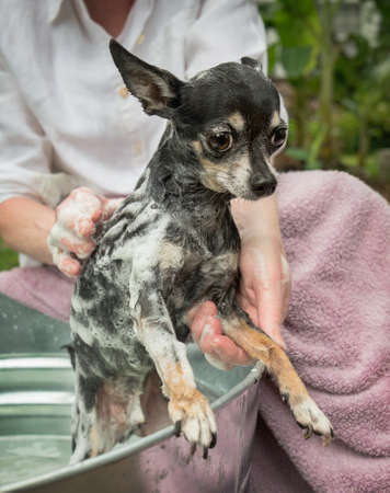 Woman washing a cute black and white chihuahua outdoors in a metal wash tub. Lots of soapy lather and bubbles.の写真素材