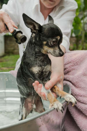 Closeup of woman washing a cute chihuahua outdoors in a metal tubの写真素材