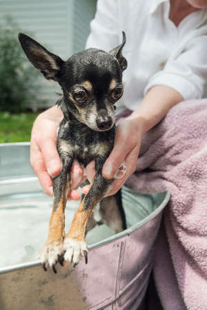 Closeup of woman washing a chihuahua in a metal wash tub outdoors.の写真素材