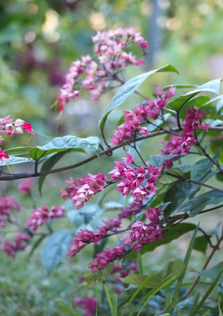 Pretty floral spray of pink bleeding heart vine outdoors with a soft focus background の写真素材