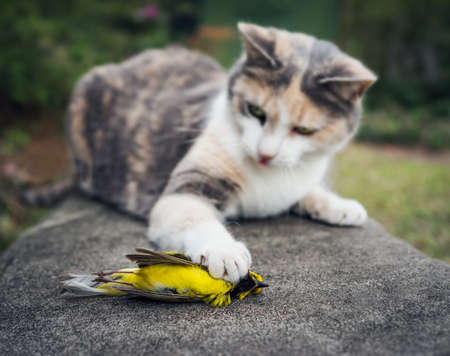 Calico Cat with its unfortunate prey, a beautiful yellow Hooded Warbler song bird  の写真素材