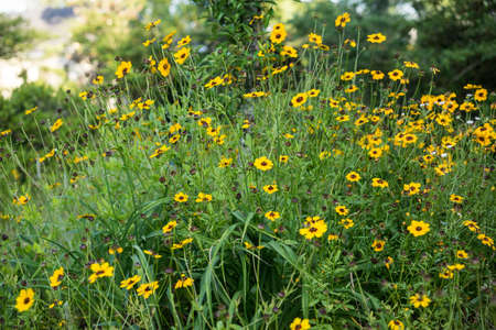 Spring roadside scene of dazzling Blackeyed Susan flowers の写真素材