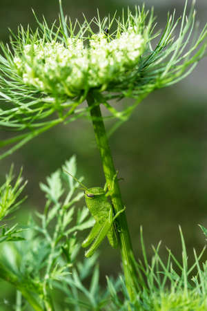 Macro photo of a young green grasshopper, Hesperotettix floridensis, about 1 1/2 inch long on a carrot plant. This species found on salt marsh shrubs in the southeast USA.の写真素材
