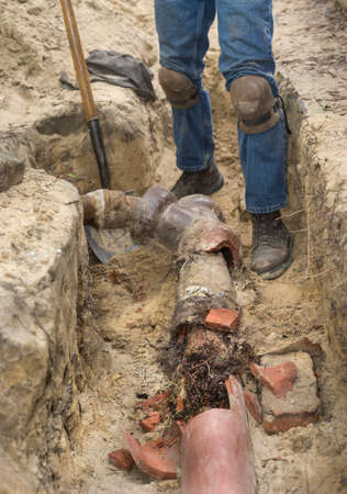 Man with shovel in trench showing old broken terracotta ceramic sewer line completely filled with invasive tree roots.の写真素材