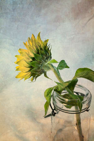 Artistically textured photo of sunflower in vintage glass canning jar.の写真素材