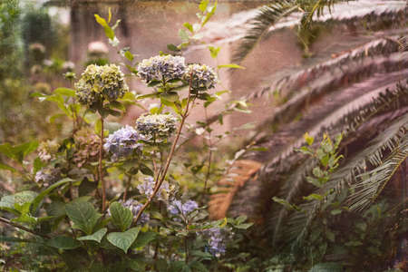 Artistic textured photo of neglected garden featuring Hydrangeas and Sago Palm with a painterly vintage ambiance. Faux scratches and texture suggest glass plate processing.の写真素材