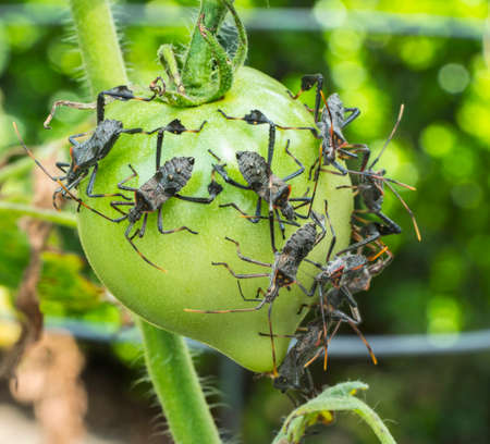 Large group of Leaf-footed bugs feeding on green tomatoes in the garden, closeup and detailed.の写真素材
