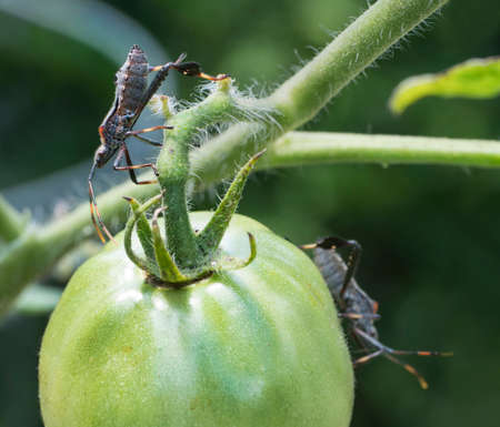 Extreme detailed closeup of a Leaf-footed Bug on a green tomato in the garden.の写真素材
