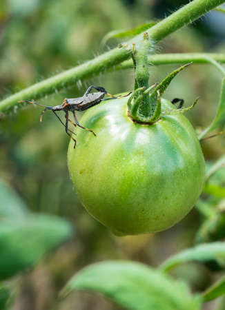 Leaf Footed Bug Inserting Feeding Tube into Green Tomato in the Gardenの写真素材