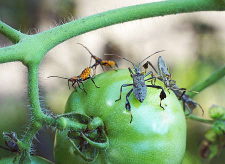Crisp macro photo of Leaf footed bug adult and orange nymph feeding on green tomato in garden.の写真素材