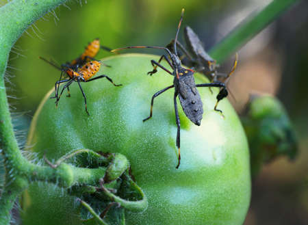 Extreme closeup of adult Leaf Footed Bug and Immature Orange Nymph feeding on Green Tomato in Gardenの写真素材