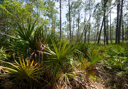 Saw Palmetto plants carpet slash pine forest floor at Tarkiln Bayou Preserve State Park