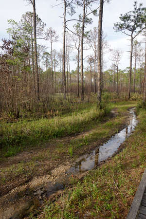 Tarkiln Bayou Preserve State Park, home of the rare carnivorous White Top Pitcher Plantの写真素材