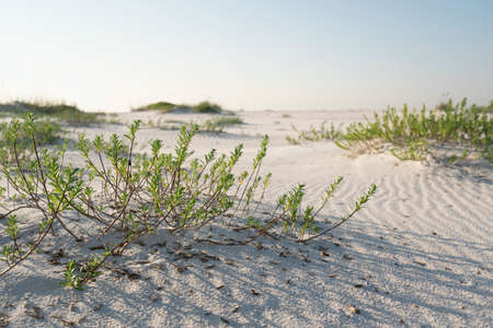 Wide angle detailed closeup of white sandy Florida beach with Sea Purslane.の写真素材
