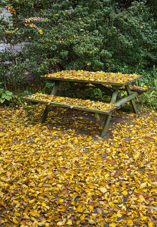 Backyard picnic table and ground blanketed with fallen yellow leaves of Popcorn Tree in fall.の写真素材