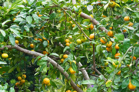 Closeup view among the branches of a heavily loaded Satsuma or Mandarin Orange Citrus Tree in Florida.の写真素材