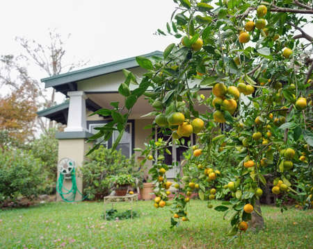 Heavily loaded Satsuma (aka Mandarin Orange) tree in the yard of a Florida home.の写真素材