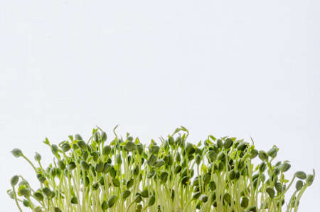 soy sproutsの写真素材