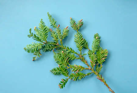 green branch of sequoia on a blue background