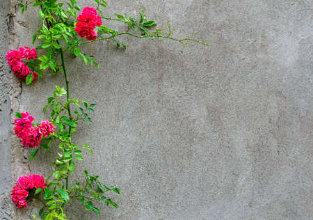 background: concrete wall and rosesの写真素材