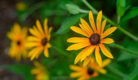 yellow flowersの写真素材
