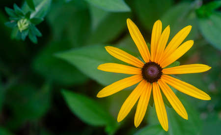 yellow flowerの写真素材