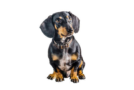 dachshund dog isolated on white backgroundの写真素材