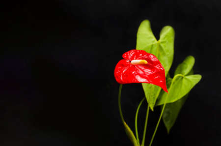 Tropical flower black backgroundの写真素材