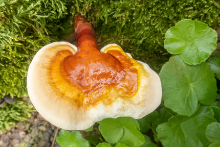 Ganoderma lucidum reishi mushroom in forestの写真素材