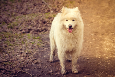 The Samoyed dog