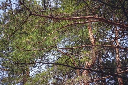 Pineの写真素材