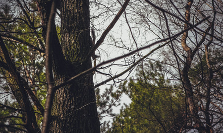 squirrel on a treeの写真素材