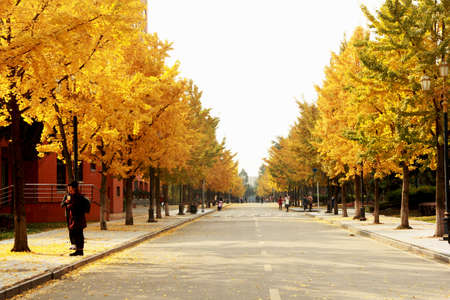 Winter sun through yellow leavesのeditorial素材