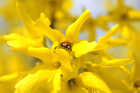 A ladybird standing on a big yellow flower with many similar flowers around