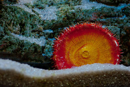 Underwater still lifeの写真素材