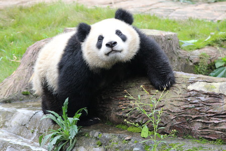 Happy Baby Pandaの写真素材