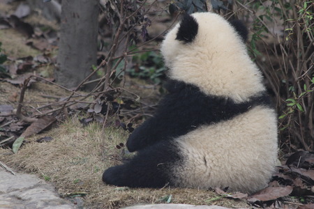 Baby Panda Sitting on the Playgroundの写真素材
