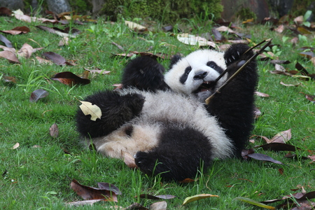 Happy Baby Pandaの写真素材