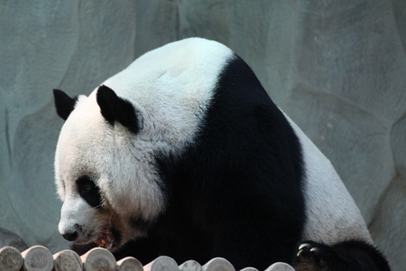 Panda in Thailandの写真素材