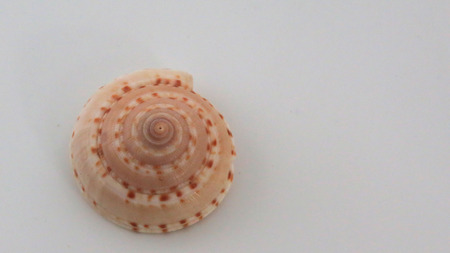 Sea Shell