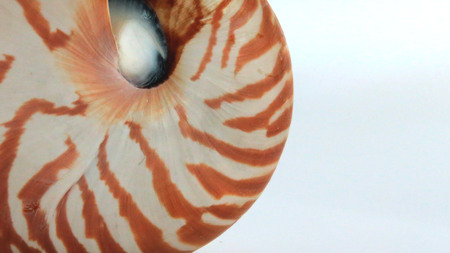 Sea Shellの写真素材