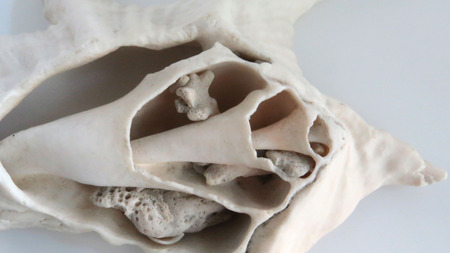 Sea Shell