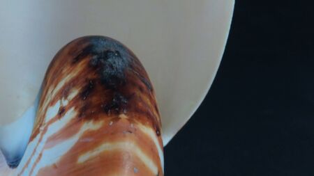 Sea Shell