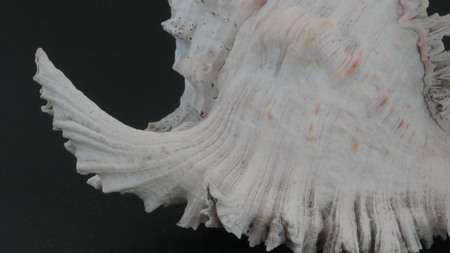 Sea Shell