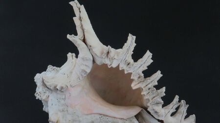 Sea Shell