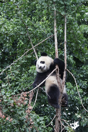Giant Panda on the Treeの写真素材
